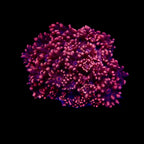 Gionopora Ultra frag