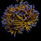 Euphyllia glabrescens Australian Banana Gold Torch - Corail LPS Premium