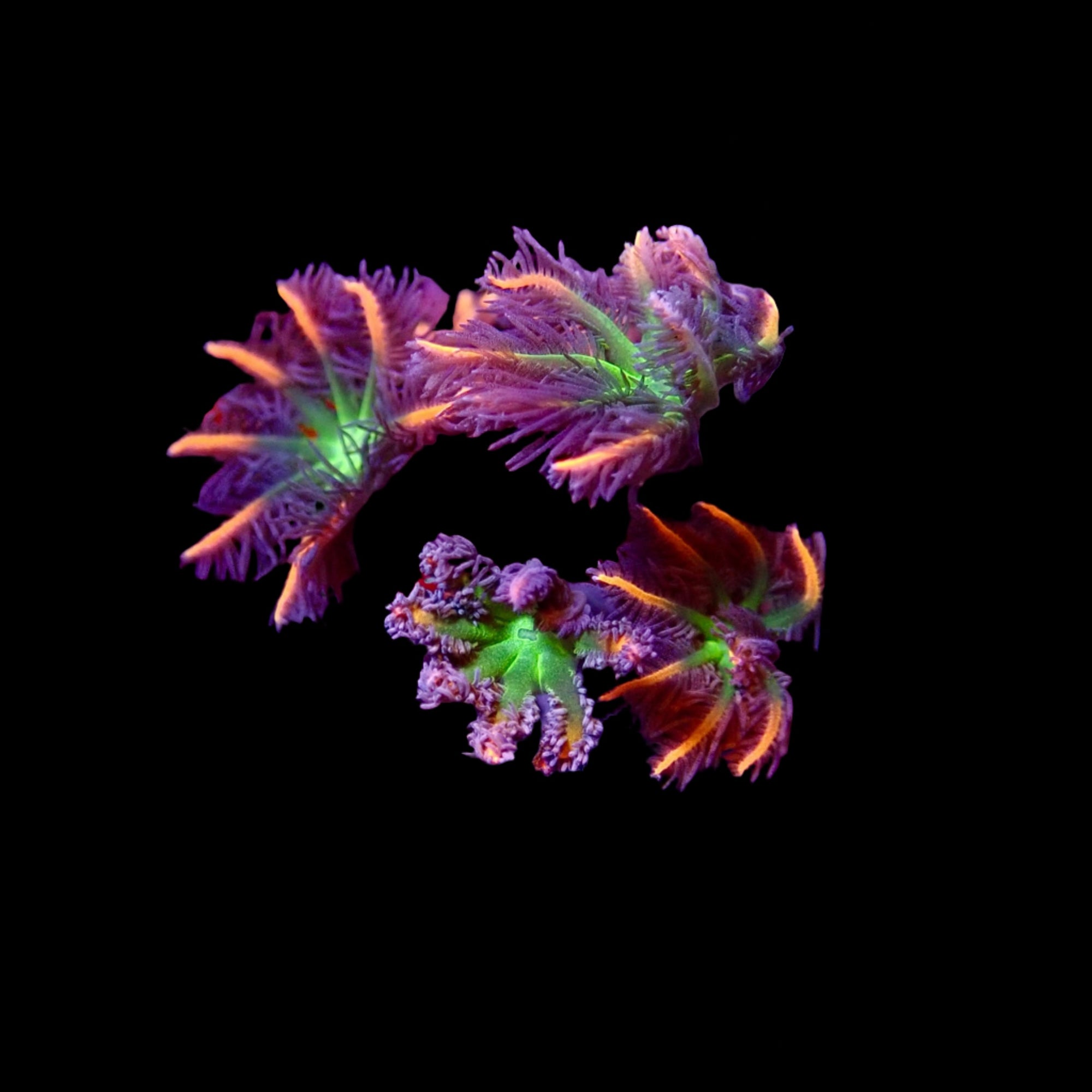 Papaya head (Clove Polyps) Papaya Frag