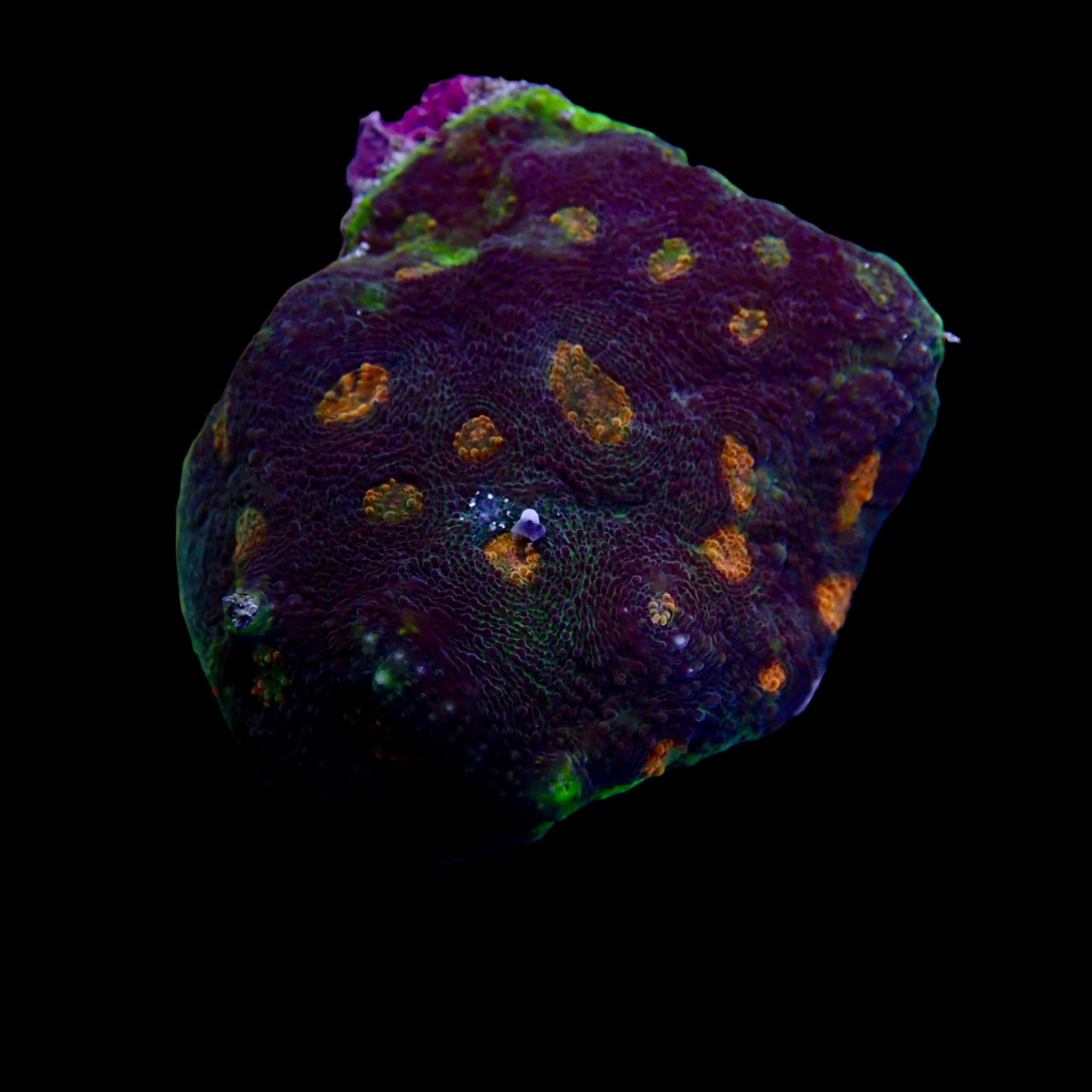 Echinophyllia ( Chalice )