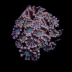 Gionopora Ultra frag