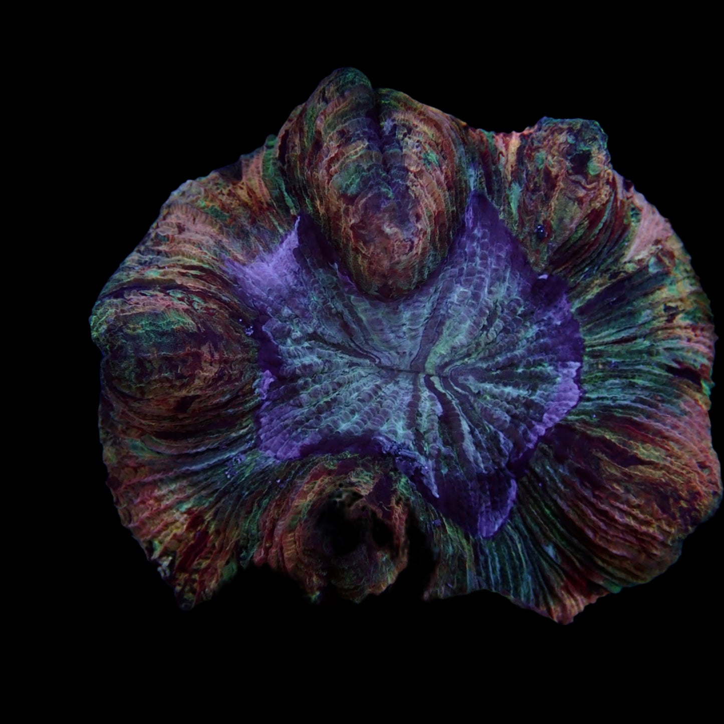 Multicolor Rose Brain