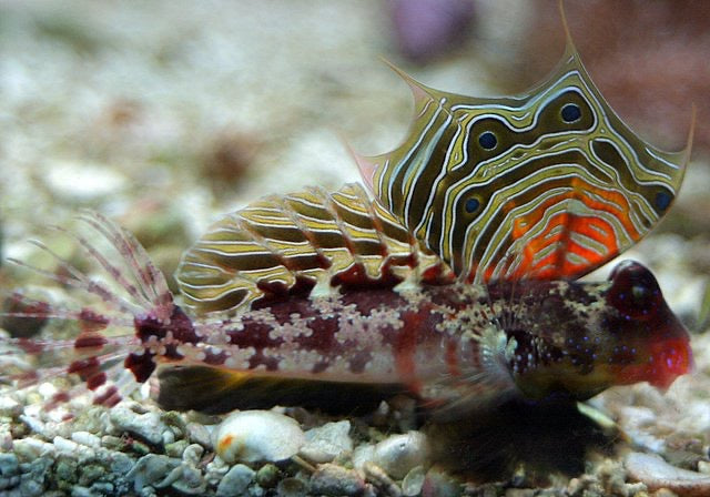 Red Scooter Dragonet