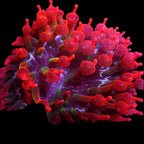 Black Widow Bubble Tip Anemone