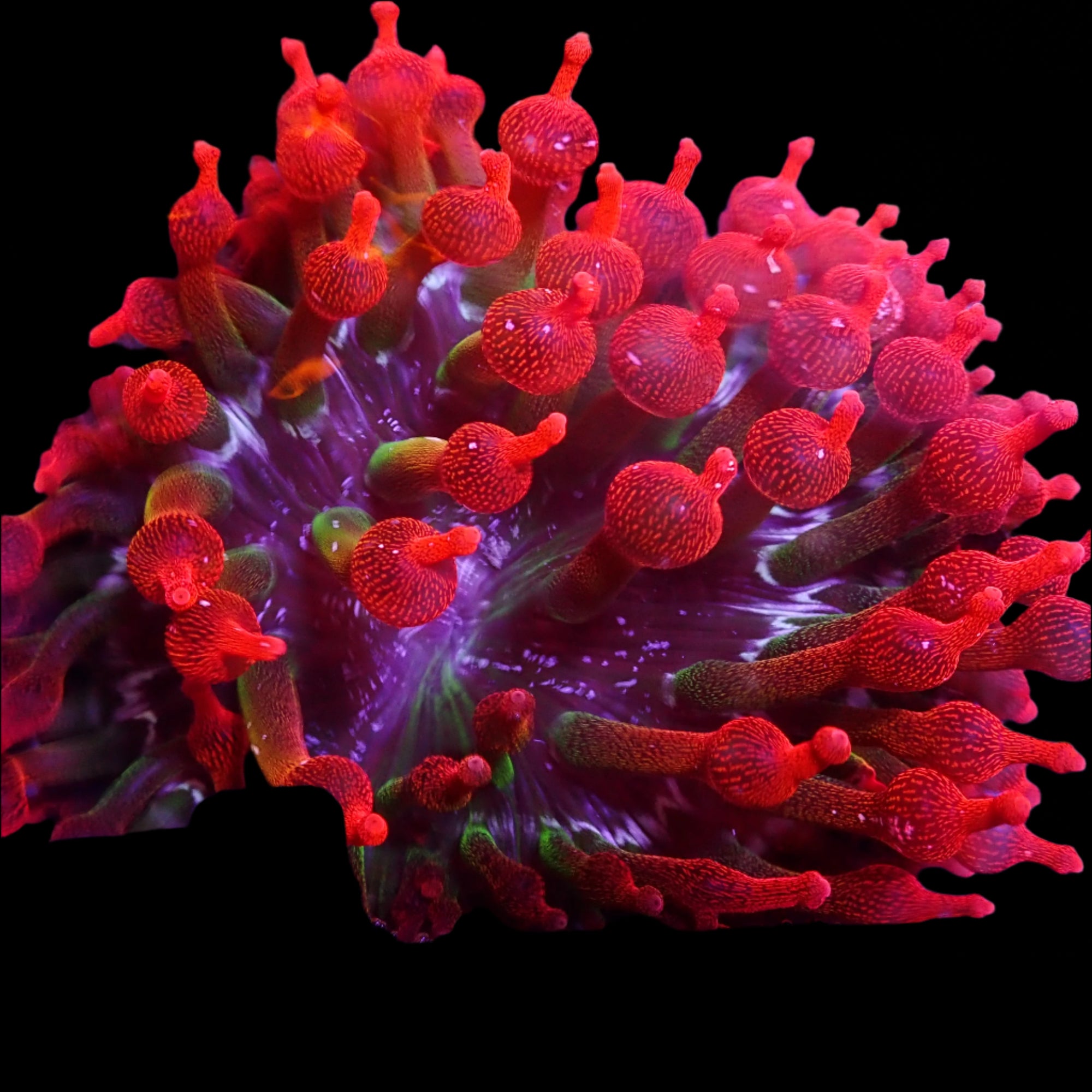 Black Widow Bubble Tip Anemone