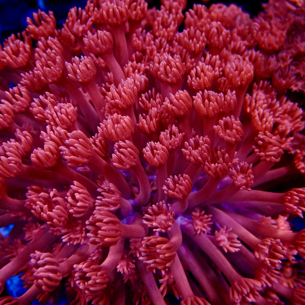 Goniopora Red Colony