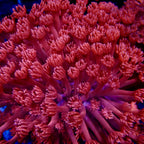 Goniopora Red Colony