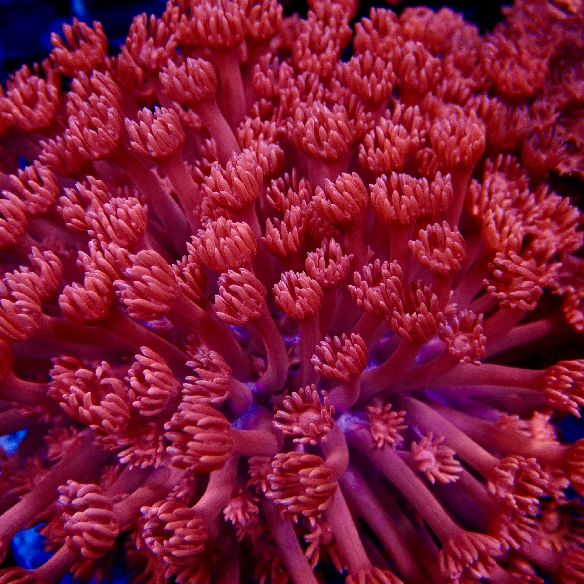 Goniopora Red Colony