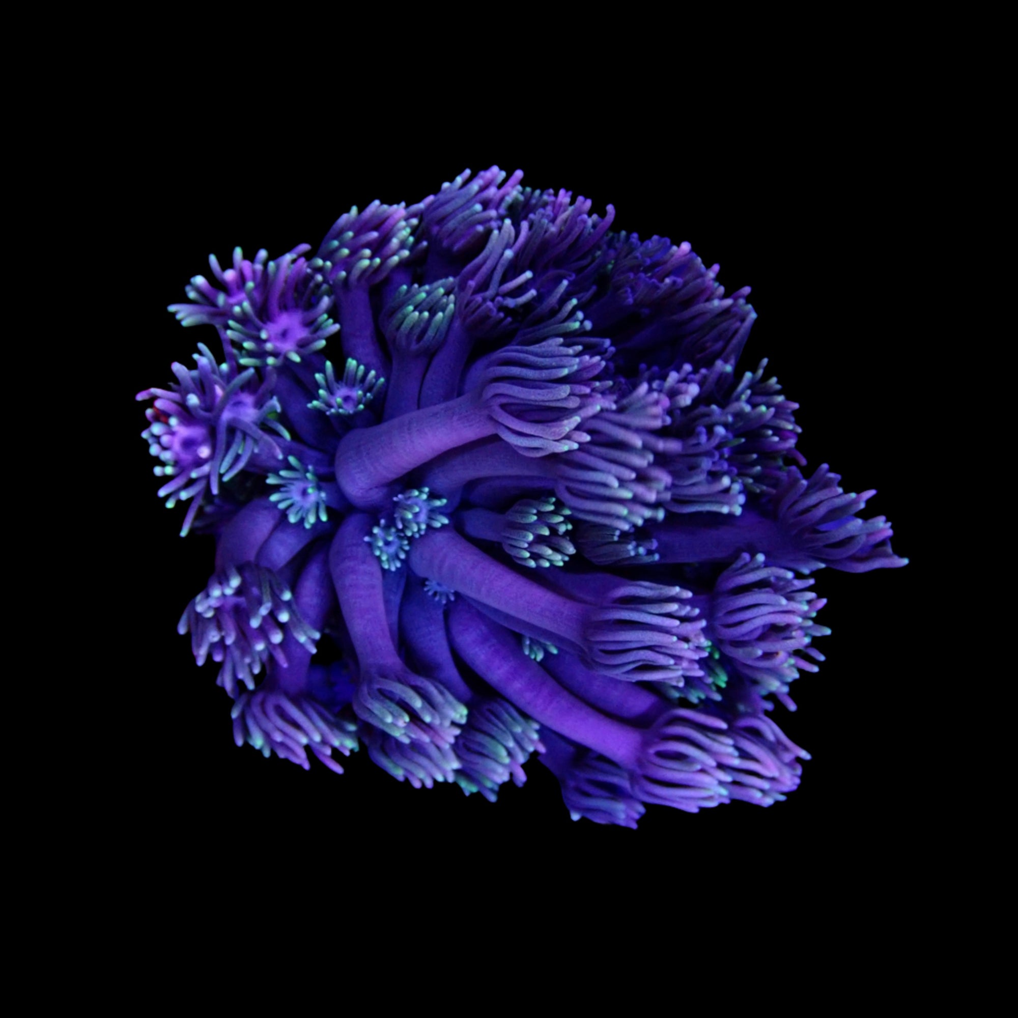 Gionopora Ultra frag
