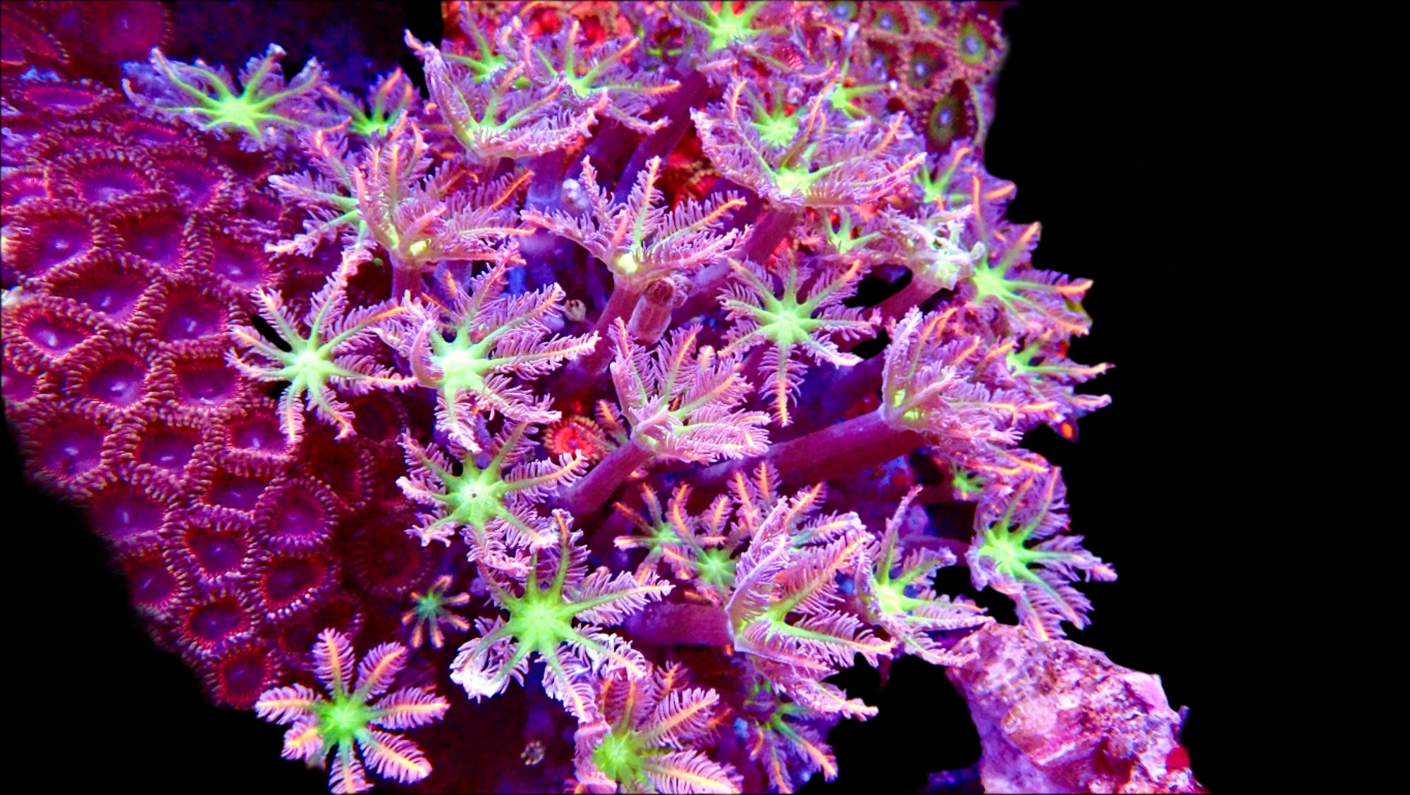Papaya head (Clove Polyps) Papaya Colony