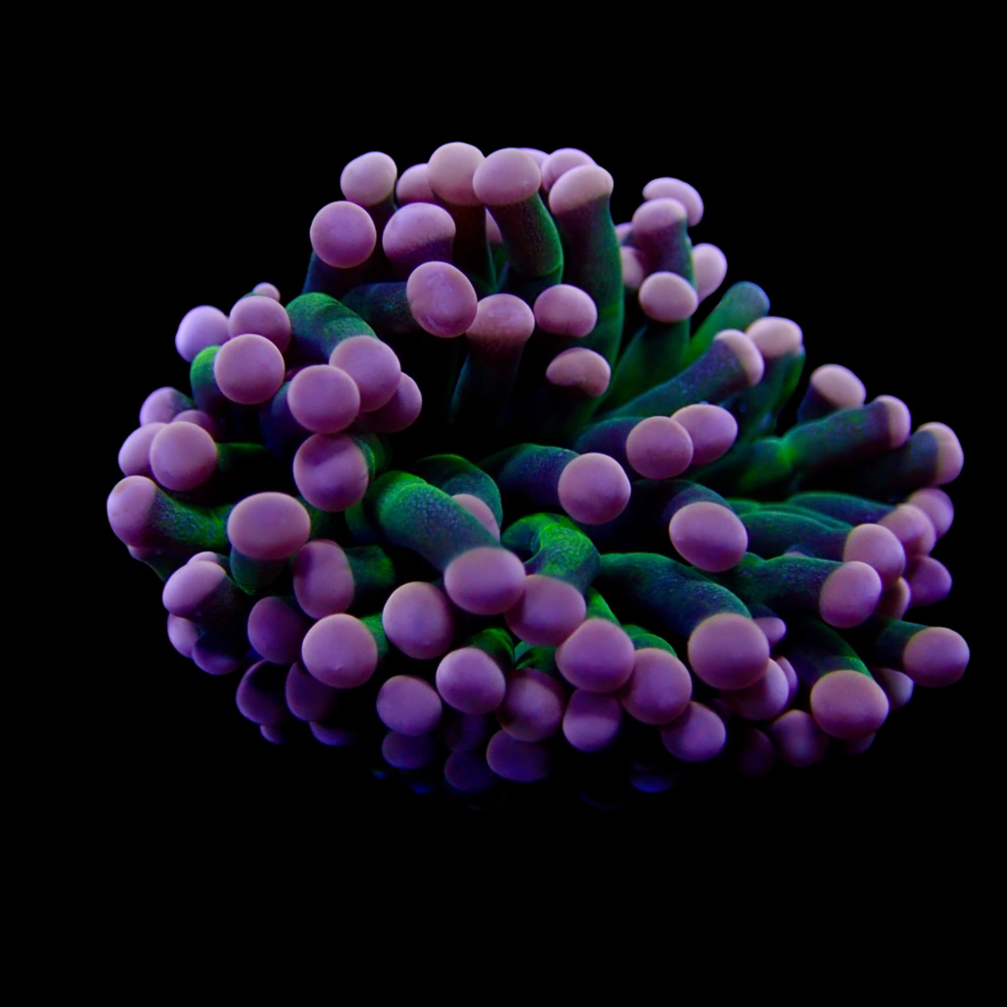 Australian Pink tip Joker Torch Euphyllia glabrescens 1 Head Frag