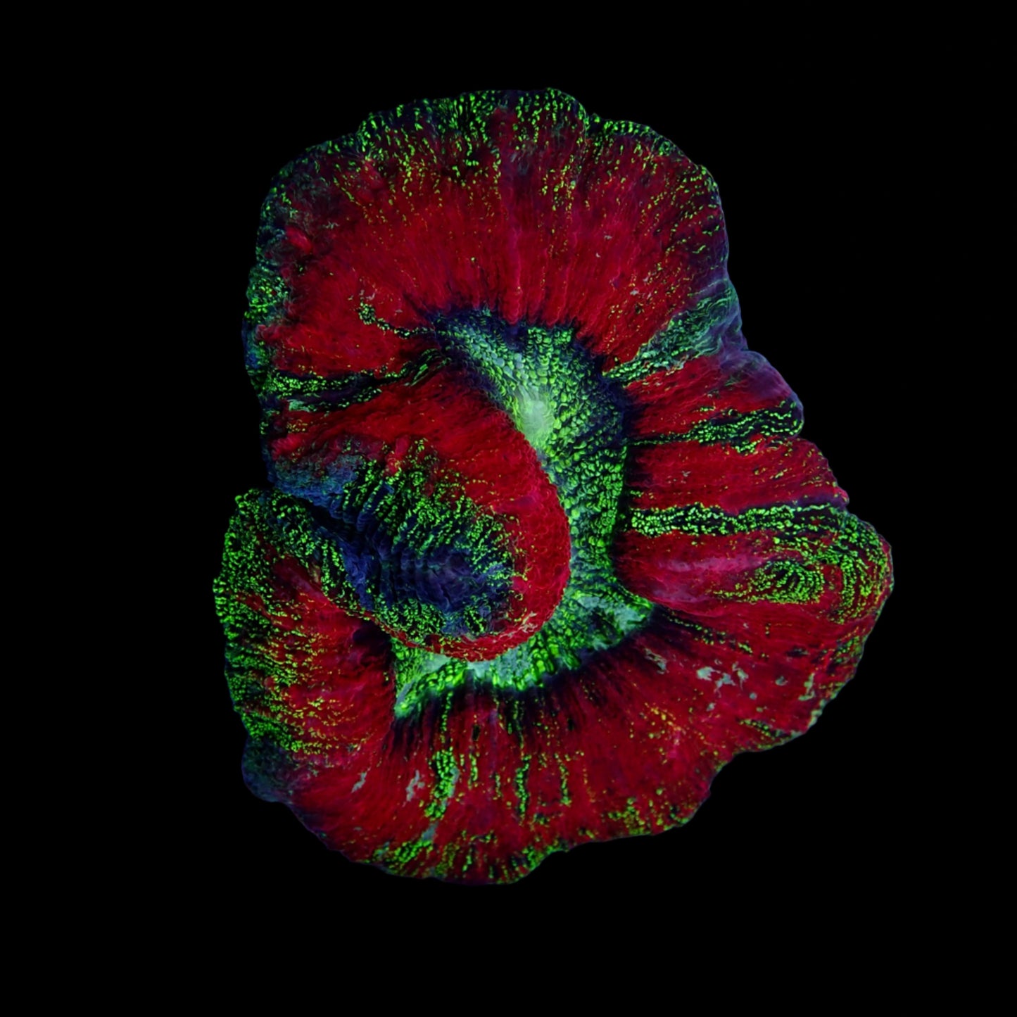 Multicolor Trachyphyllia