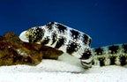 Snowflake Eel (Echidna nebulosa) Small