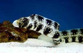 Snowflake Eel (Echidna nebulosa) Small