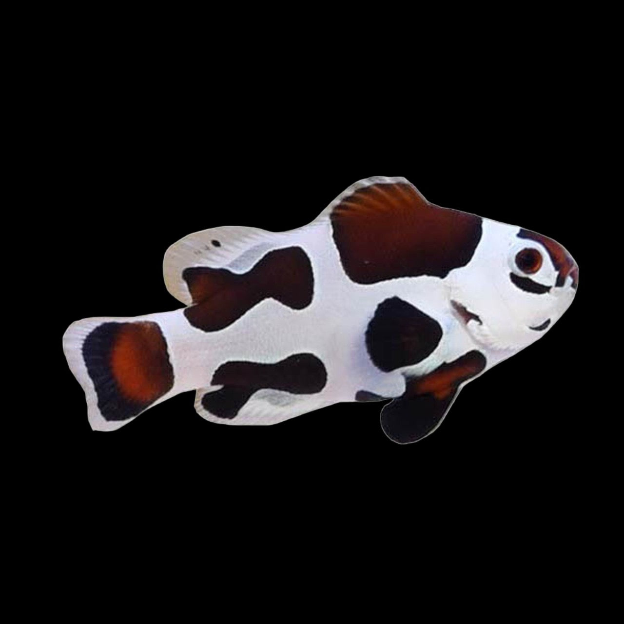 Mocha Storm Clownfish