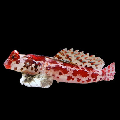 Red Scooter Dragonet