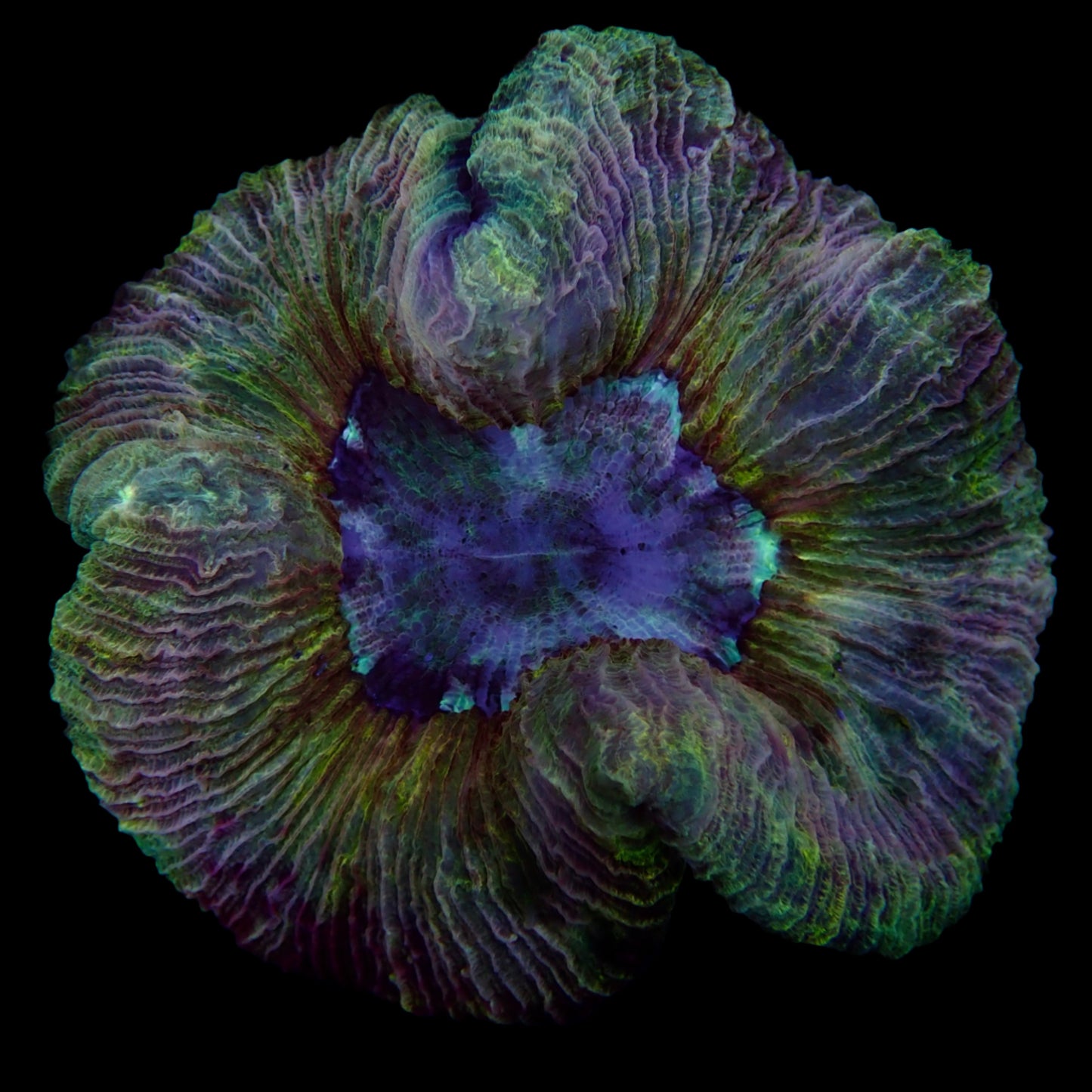 Multicolor Trachyphyllia