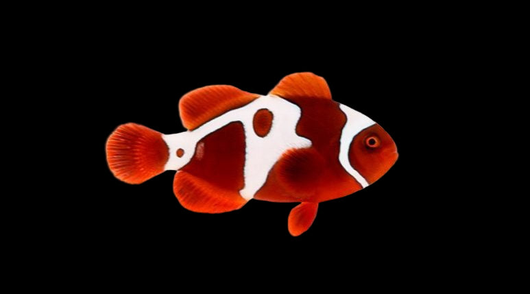 GoldXLightning Maroon (Amphiprion biaculeatus)