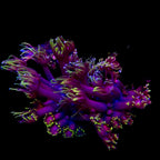 Gionopora Ultra frag