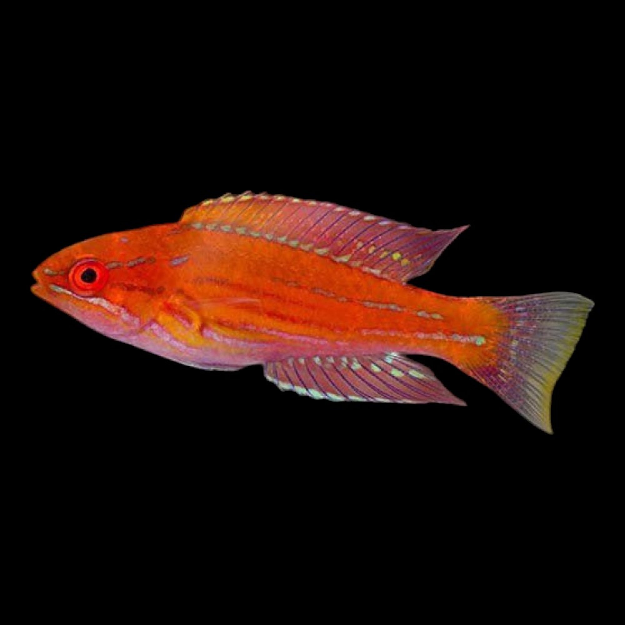 Royal Flasher Wrasse (Paracheilinus angulatus) Femelle