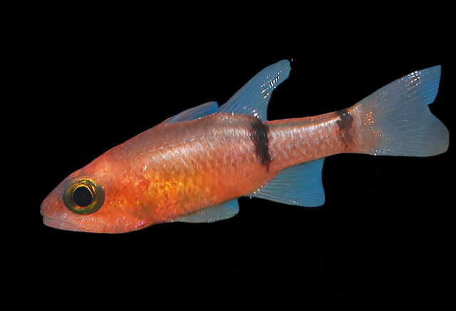 Apogon Binotatus ( Barred Cardinalfish )