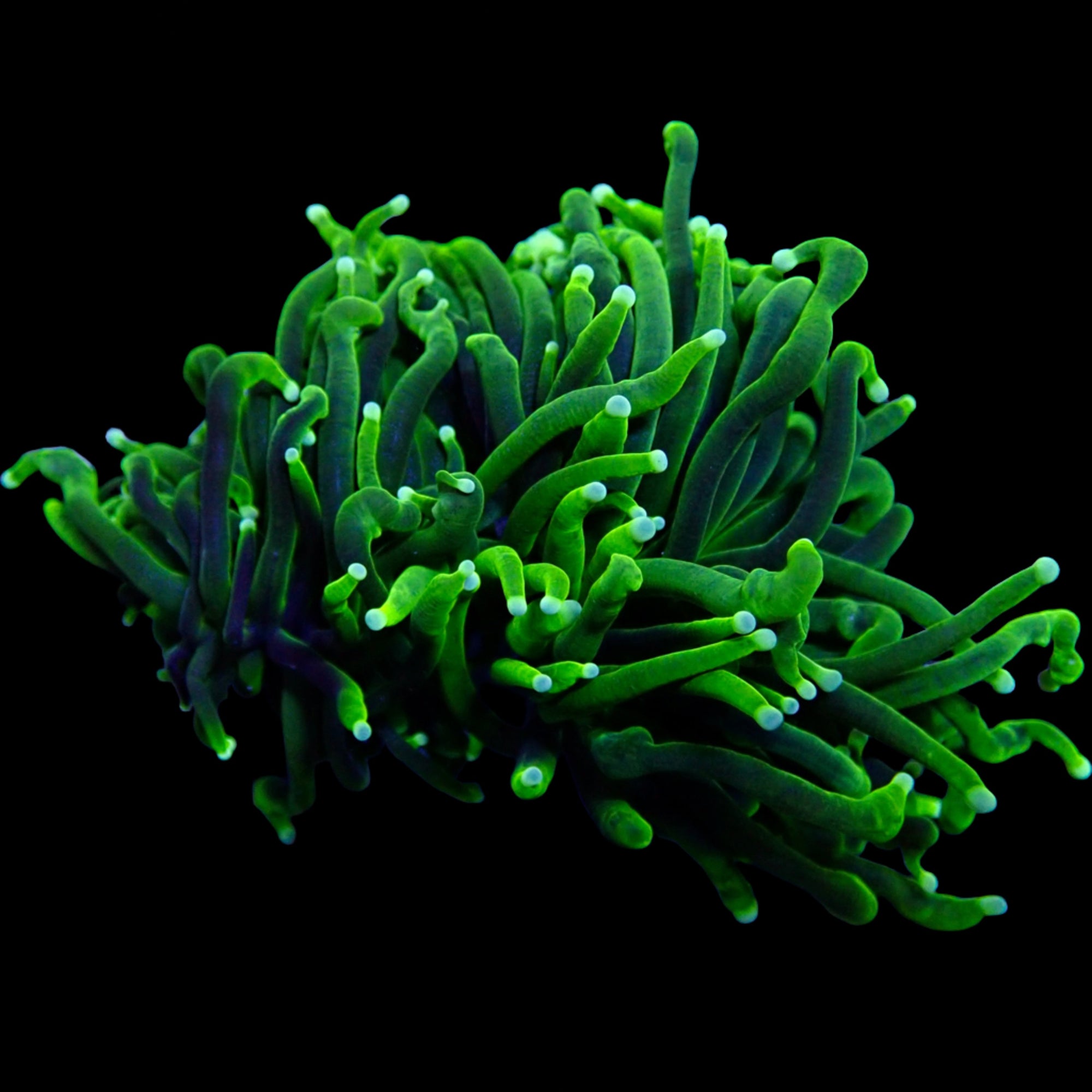 Australian Green Torch Colony