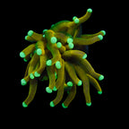 Tiger Neon Tip Gold Torch par tete
