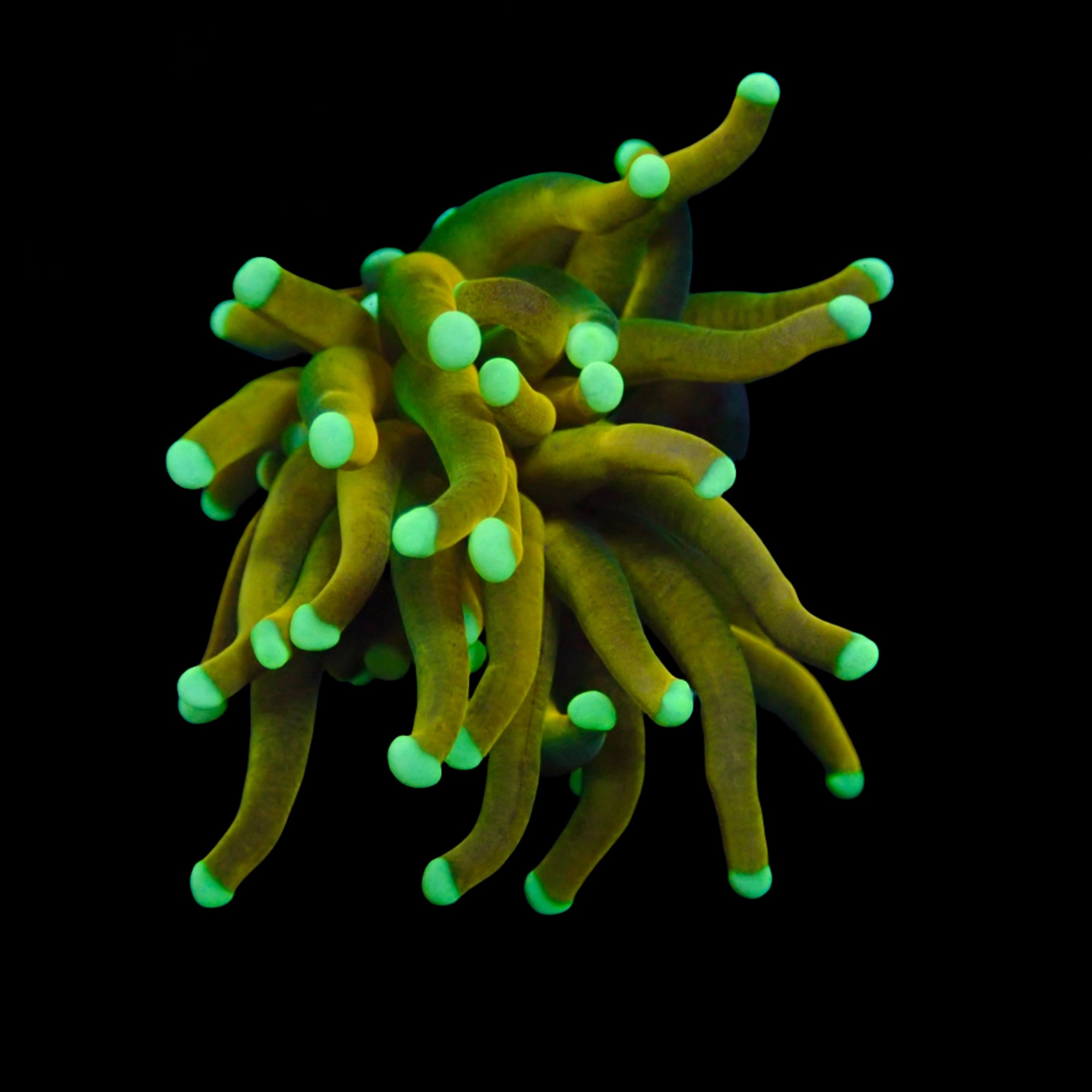 Tiger Neon Tip Gold Torch par tete