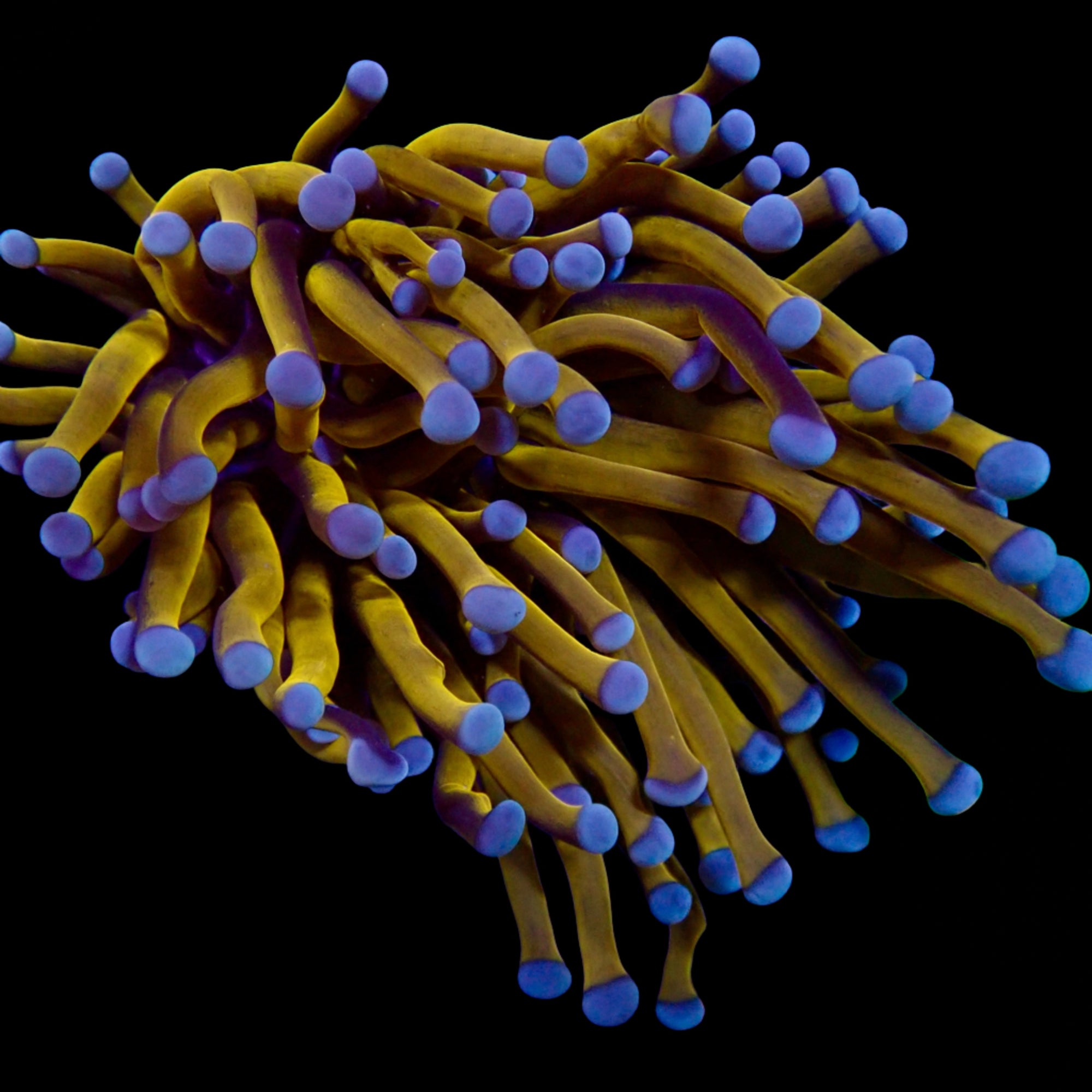 Euphyllia glabrescens Australian Banana Gold Torch - Corail LPS Premium