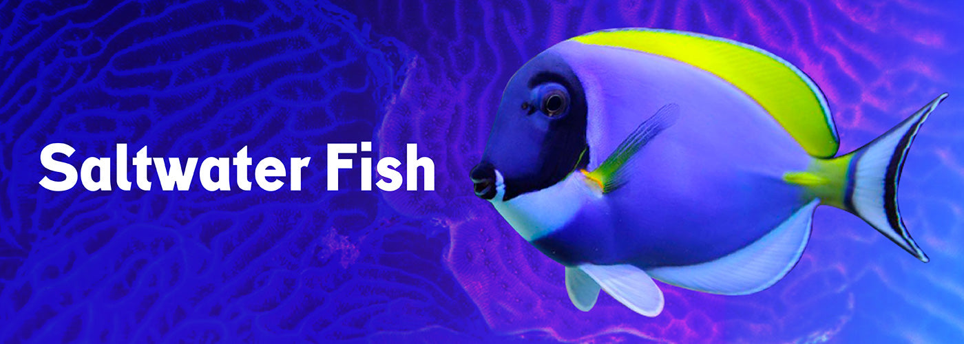 My saltwater fish online store
