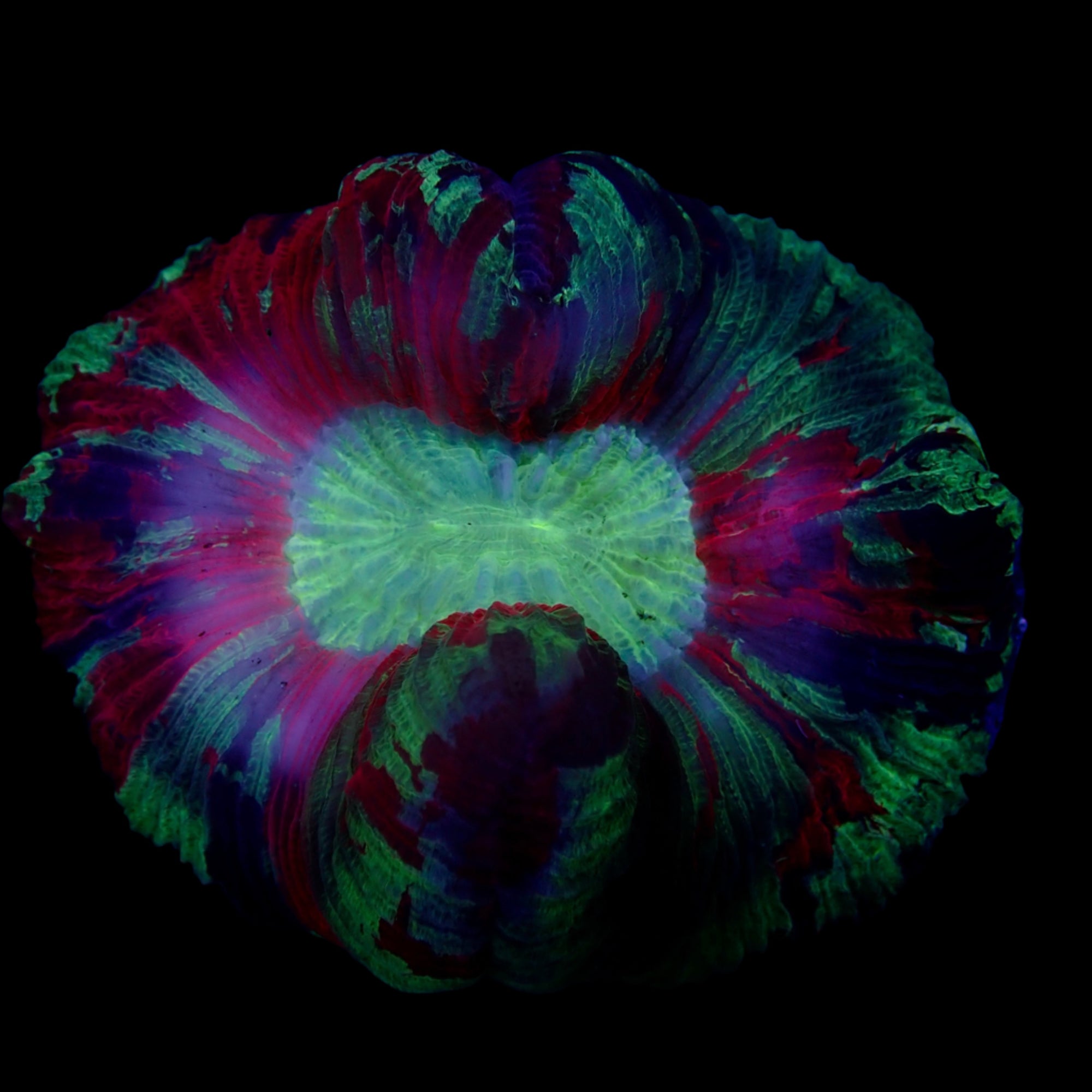 Multicolor Trachyphyllia