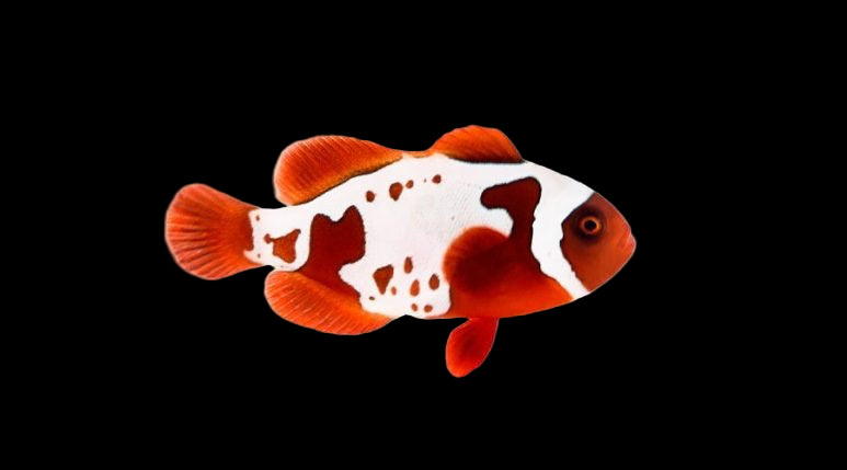 GoldXLightning Maroon (Amphiprion biaculeatus)