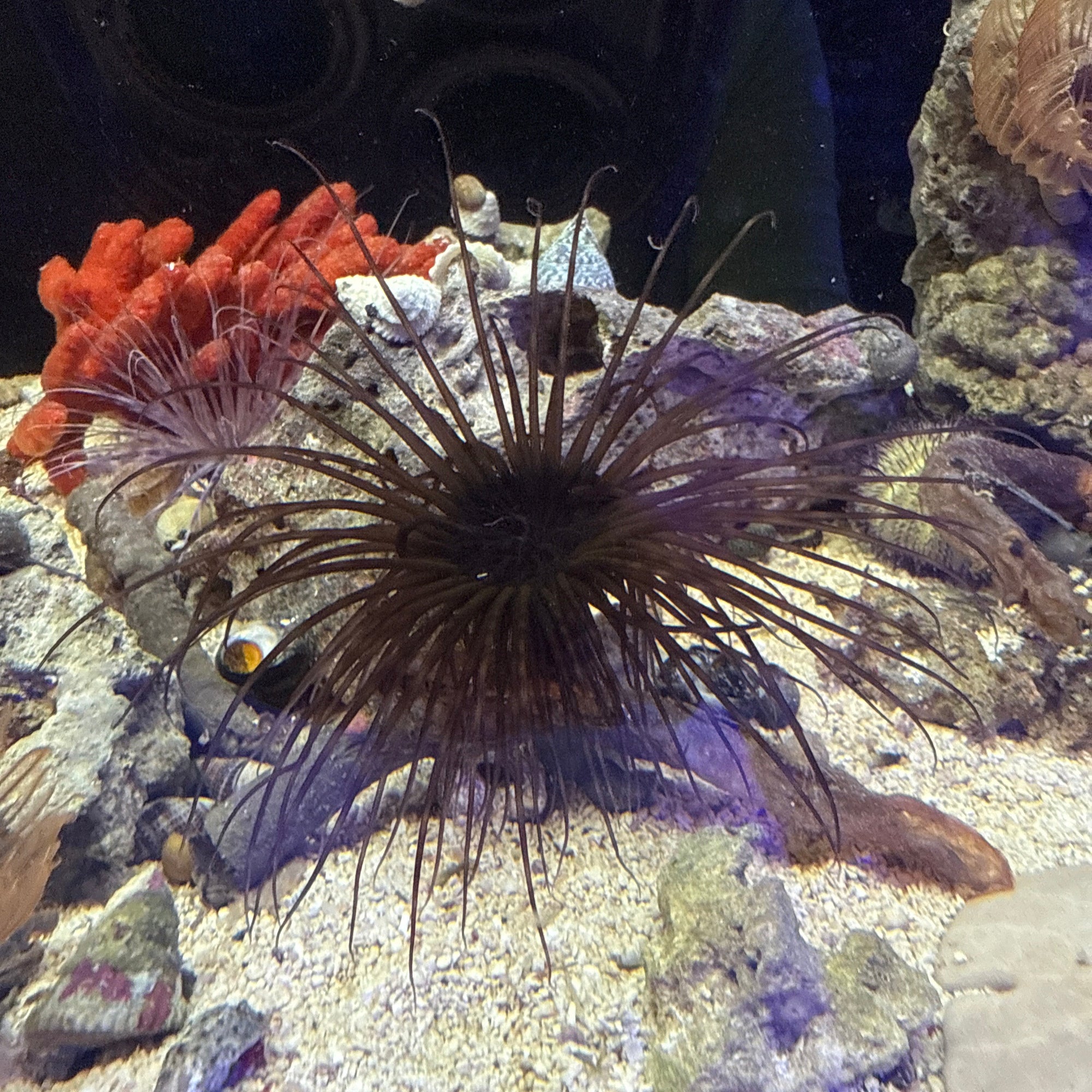 Tube anemone