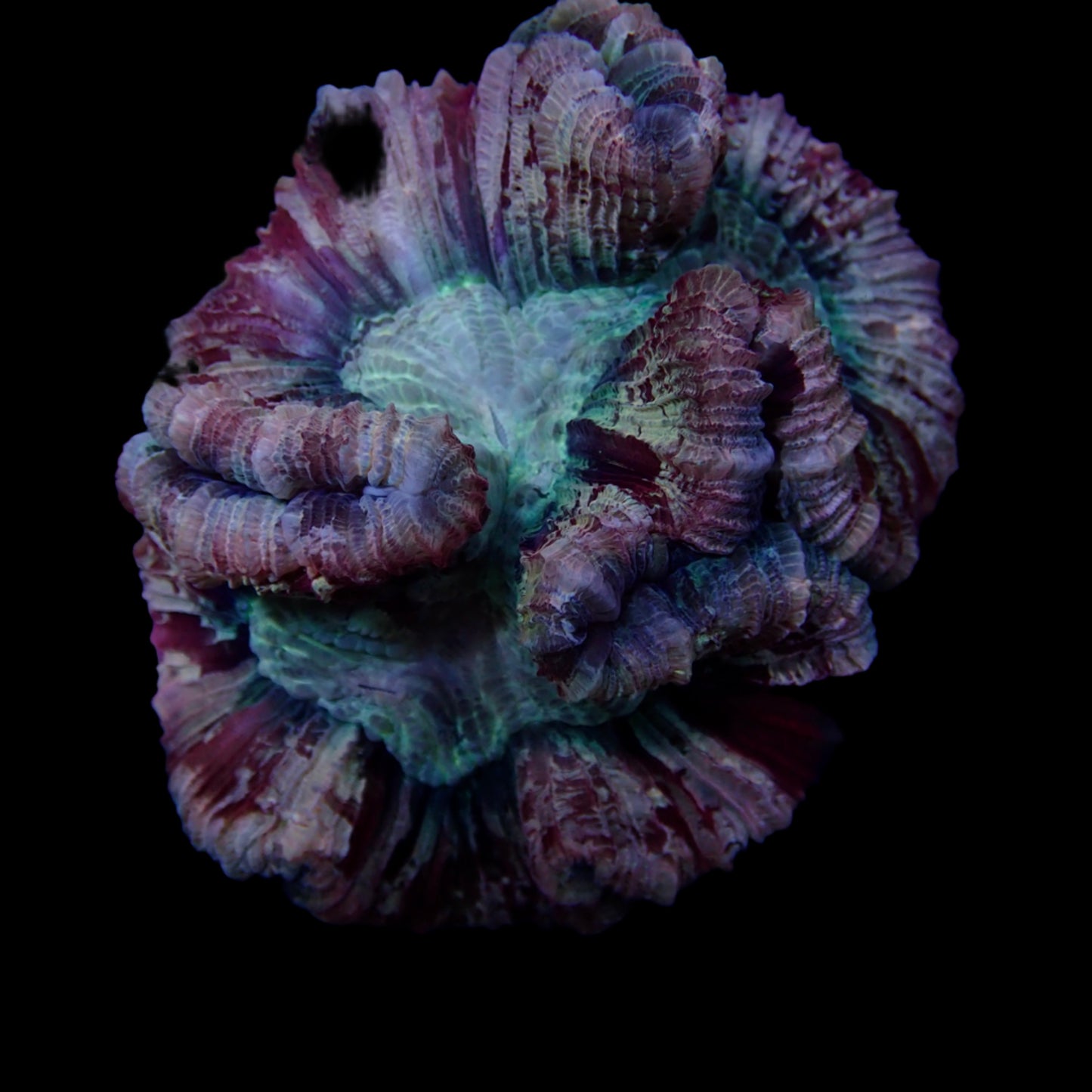 Multicolor Rose Brain