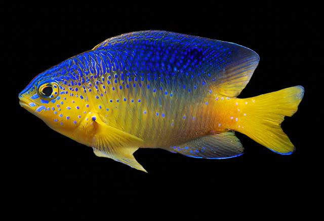 Beau Gregory Damsel - Stegastes leucosticus