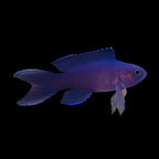 Assessor Basslet-Randall's Assessor - Assessor randalli