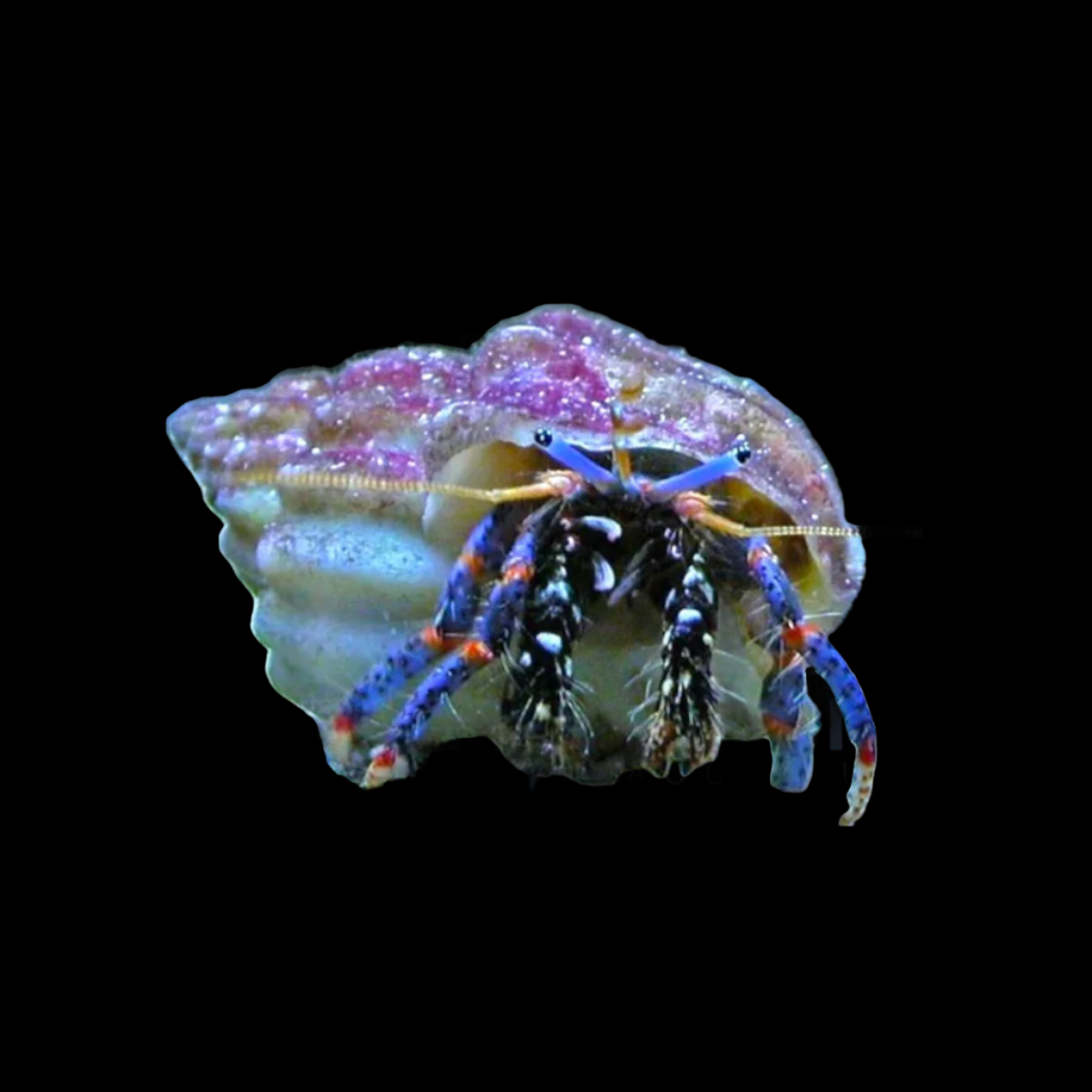 Clibanarius tricolor (Blue Leg Hermit) – Nettoyeur Essentiel pour Aquarium Récifal 🌊