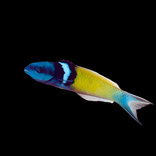 Thalassoma bifasciatum (Bluehead Wrasse) Large