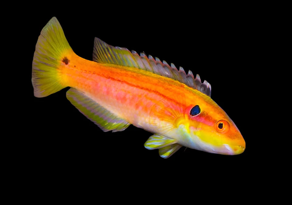 Yellow Candy Hogfish (Bodianus bimaculatus)