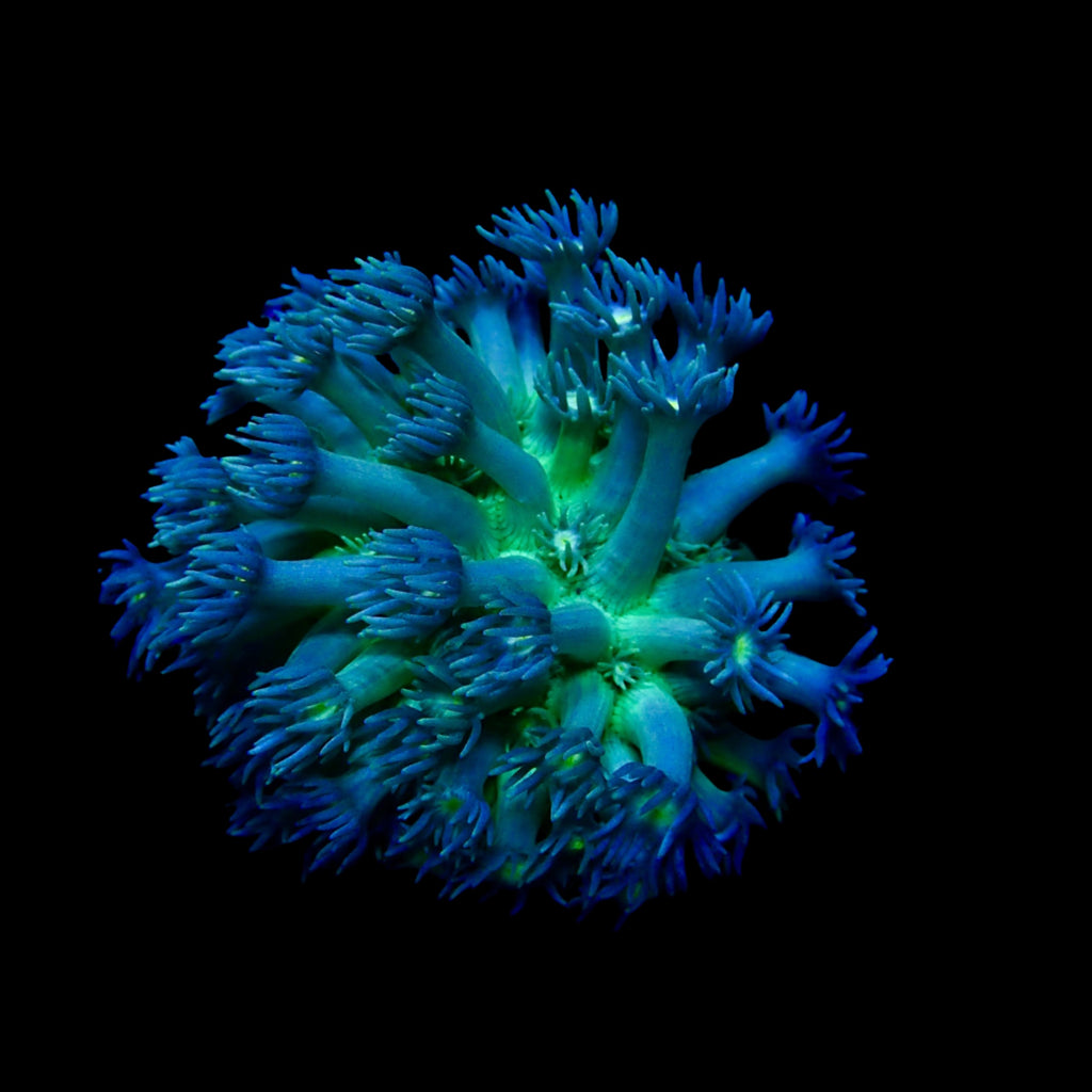 Gionopora Ultra