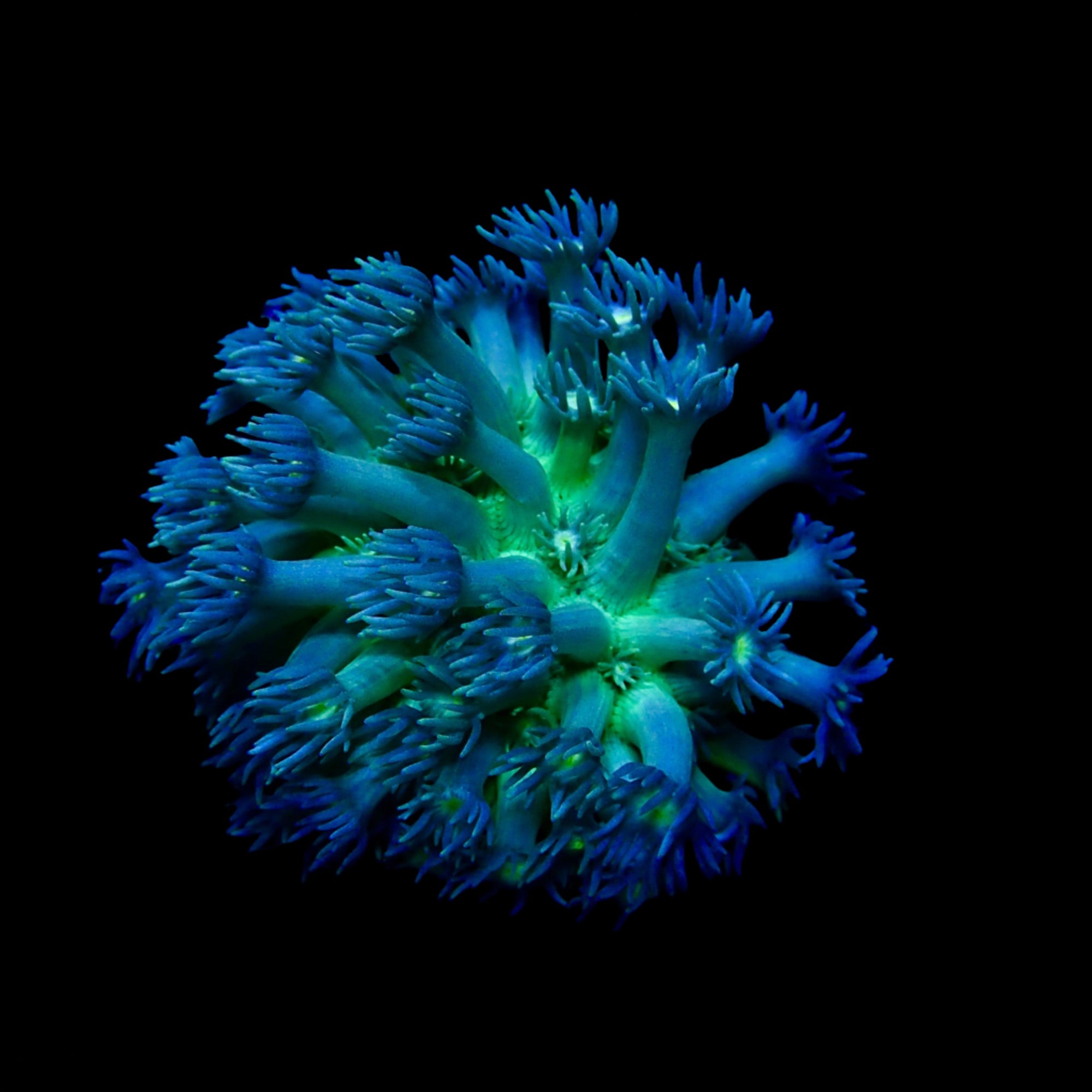 Gionopora Ultra