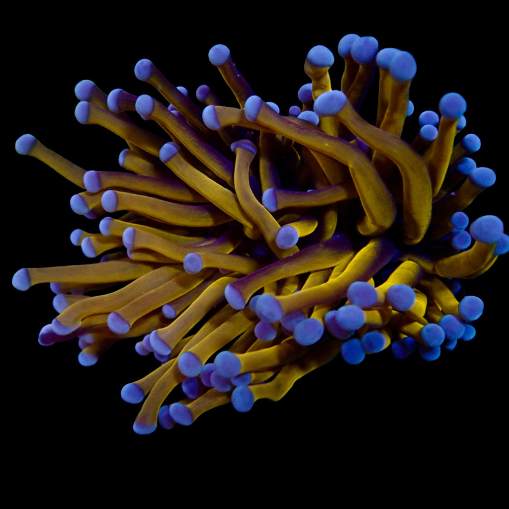 Euphyllia glabrescens Australian Banana Gold Torch - Corail LPS Premium