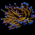 Euphyllia glabrescens Australian Banana Gold Torch - Corail LPS Premium