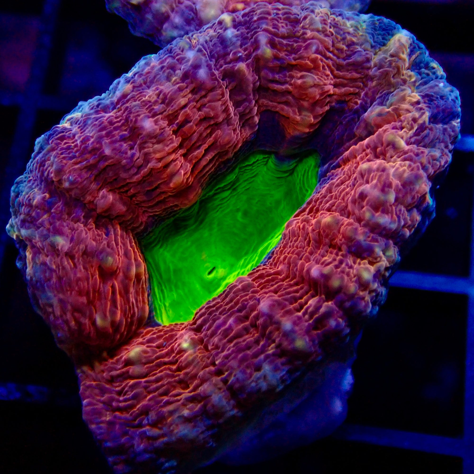 Ultra Rainbow Lobophyllia