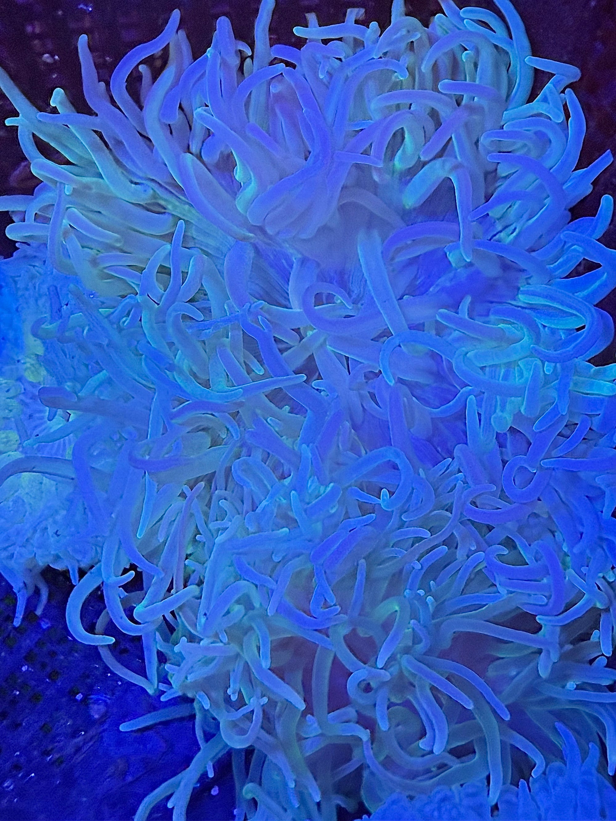 Long Tentacle Anemone