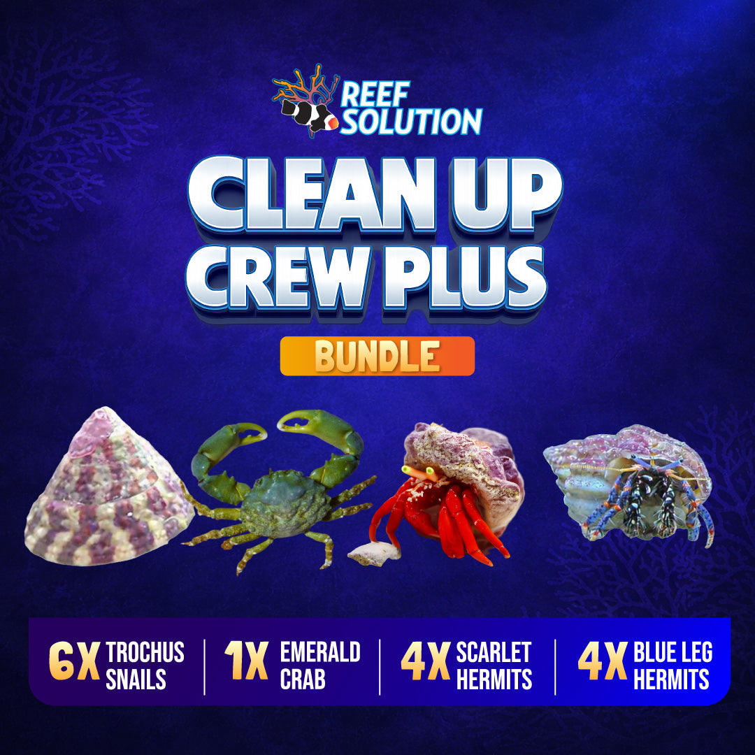 Pack Nettoyage – Plus