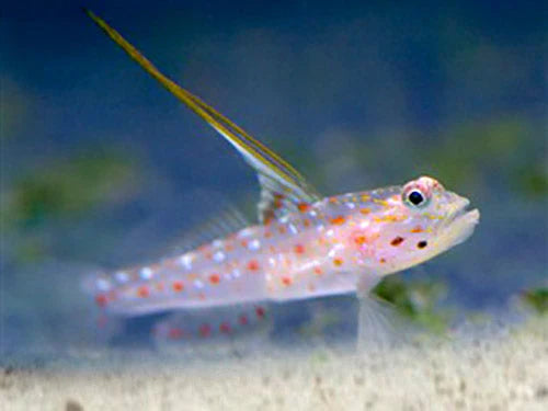 Ctenogobiops tangaroai (Tangaroa Shrimp goby)