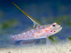 Ctenogobiops tangaroai (Tangaroa Shrimp goby)