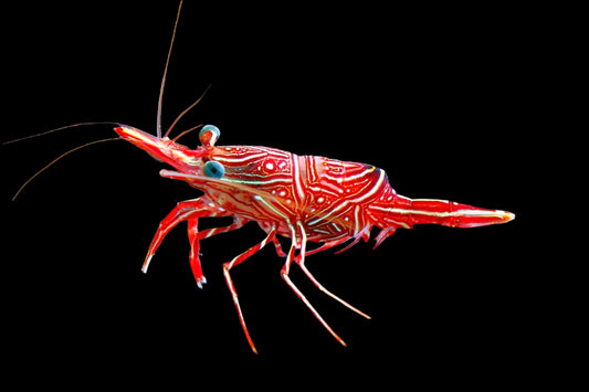 Camel Shrimp (Rhynchocinetes durbanensis)