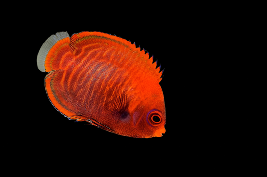 Golden Angelfish (Centropyge aurantia)